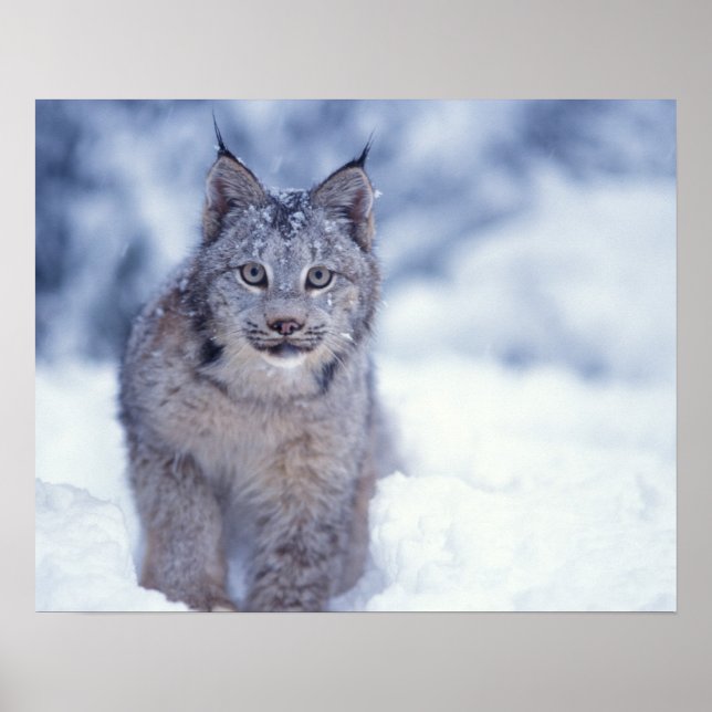 Póster lynx, Lynx lynx, en la nieve en las estribaciones  (Frente)
