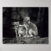 Lynx Poster