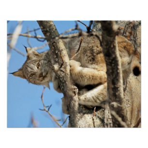 Póster Lynx traviesa