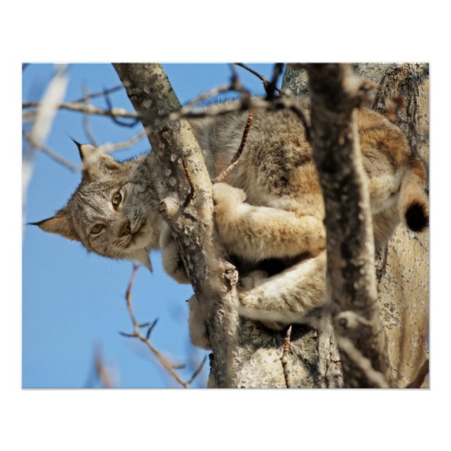 Póster Lynx traviesa (Anverso)