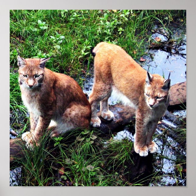 Póster Lynxes poster (Frente)