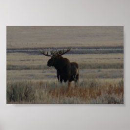 Póster M1 Bull Moose Big Bull