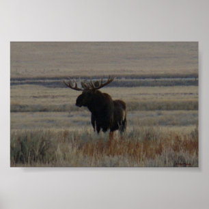 Póster M1 Bull Moose Big Bull