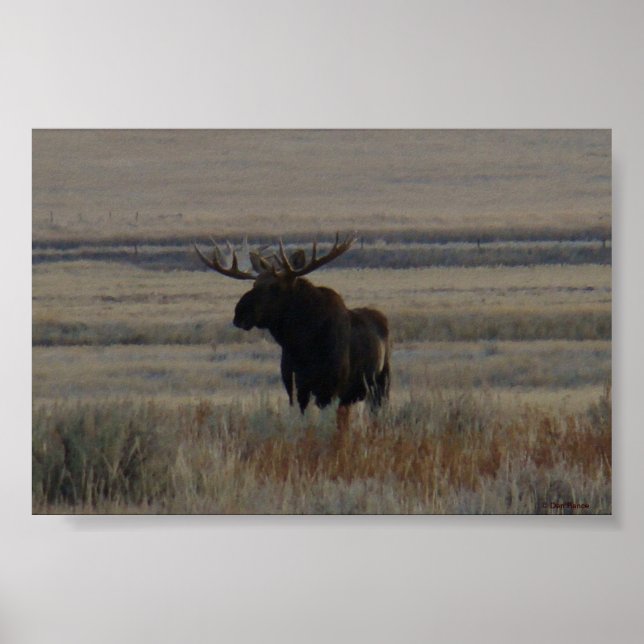 Póster M1 Bull Moose Big Bull (Frente)