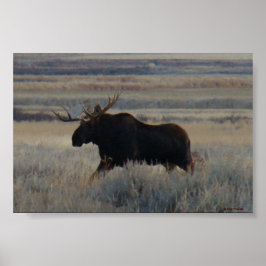 Póster M2 Bull Moose