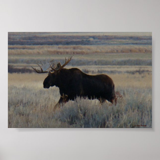 Póster M2 Bull Moose (Frente)