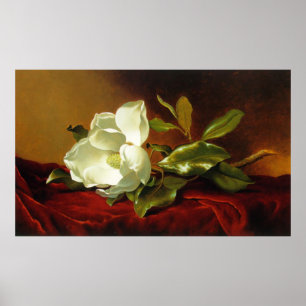 Póster M J Heade Magnolia sobre terciopelo rojo