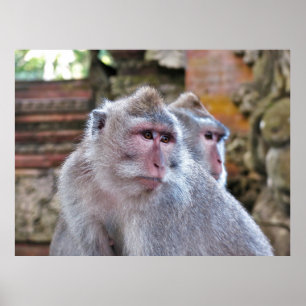 Póster Macaca balinesa