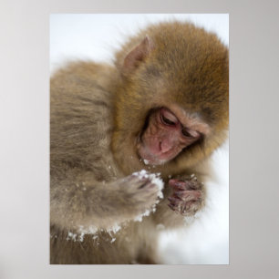 Póster Macaca japonesa para bebés   Mono de nieve