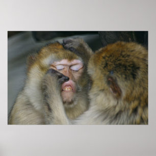 Póster Macaca sylvanus