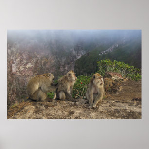 Póster Macacos en la niebla