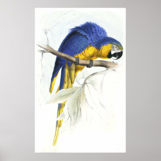 Póster Macao azul y amarillo por Edward Lear