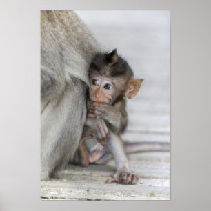 Póster Macaque Monkey