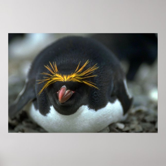 Póster Macaroni Penguin Sentado En Huevo (Frente)