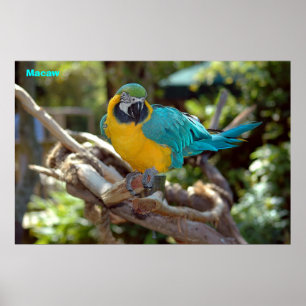 Póster Macaw