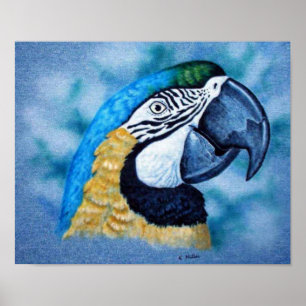 Póster Macaw
