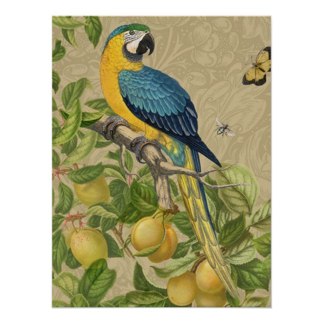 Póster Macaw Blue Yellow Tropical Jungle Antigüedad (Anverso)