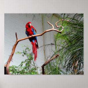 Póster Macaw de ala verde #2 Poster