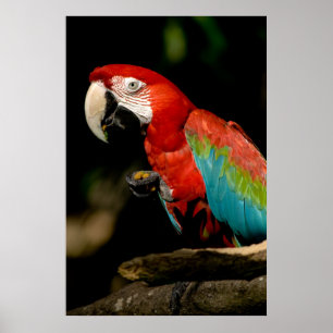 Póster Macaw del escarlata