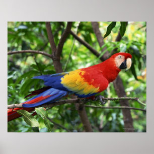 Póster Macaw del escarlata en el miembro de árbol