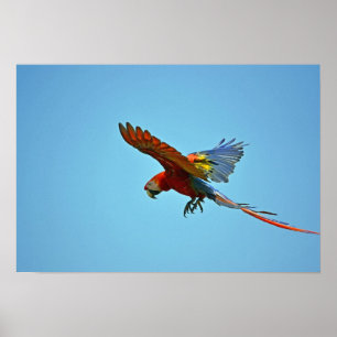 Póster Macaw del escarlata en vuelo