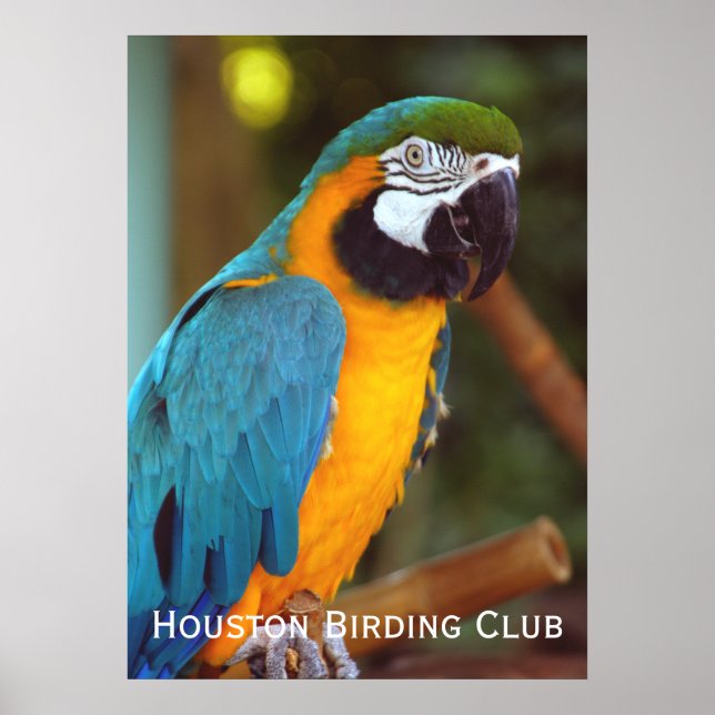 Póster Macaw Dramático (Frente)