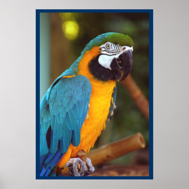 Póster Macaw Dramático (Frente)