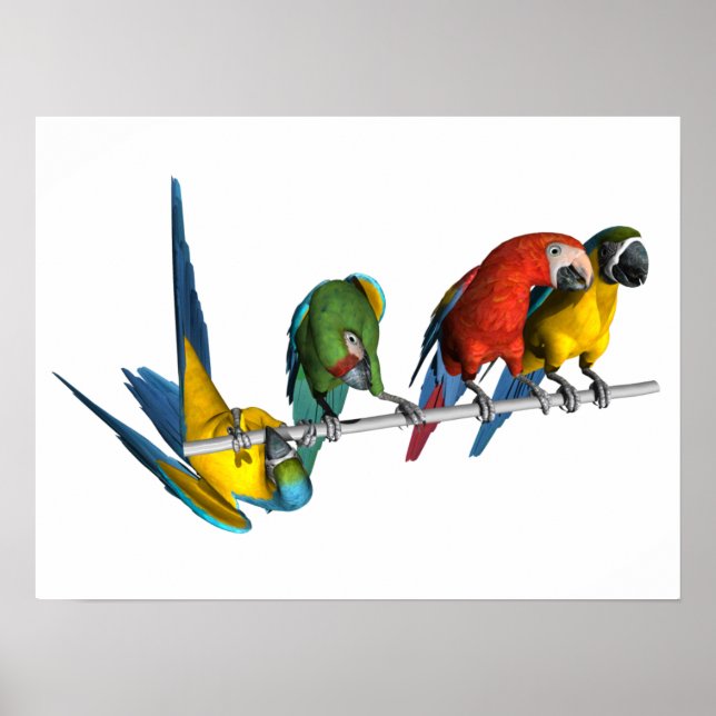 Póster Macaw Parrot (Frente)