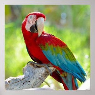 Póster Macaw que se sienta en rama