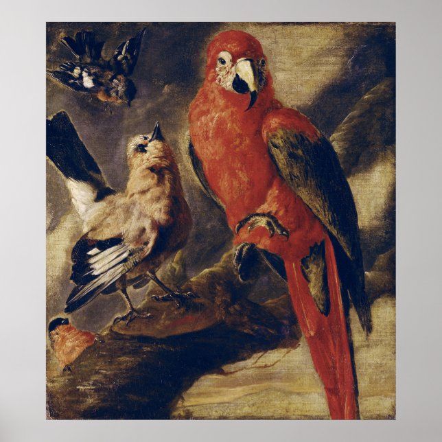 Póster Macaw y Bullfinch (Frente)