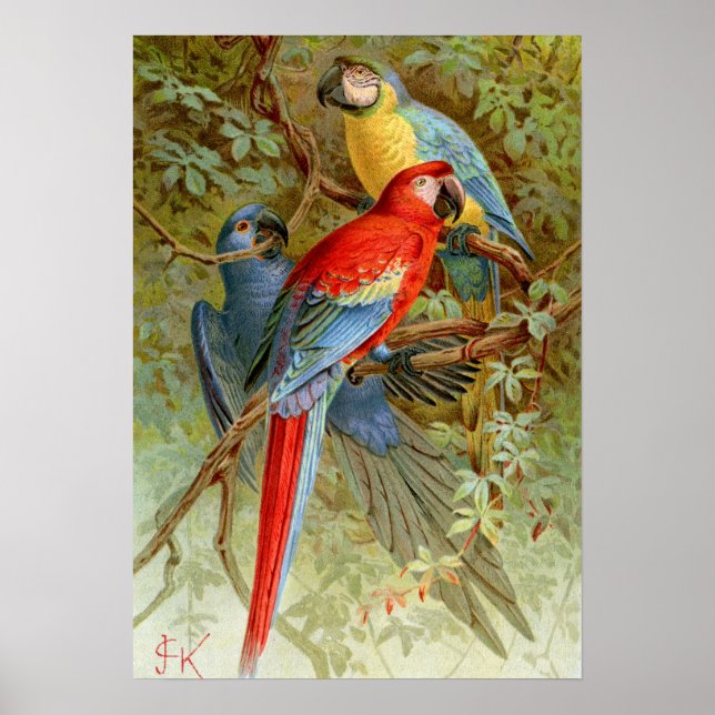 Póster Macaws (Frente)