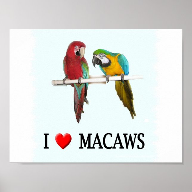 Póster "Macaws del corazón" (Frente)
