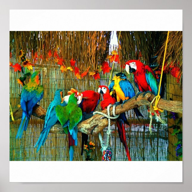Póster Macaws en el desfile (Frente)