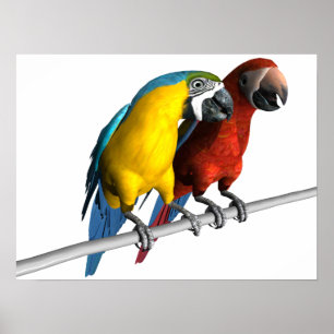 Póster Macaws enamorados
