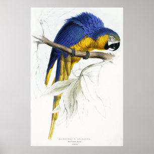 Póster Maccaw azul y amarillo