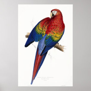 Póster Maccaw rojo y amarillo