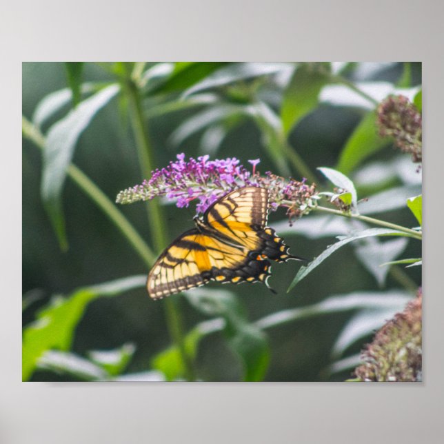 Póster Machaón en Buddleja (Frente)