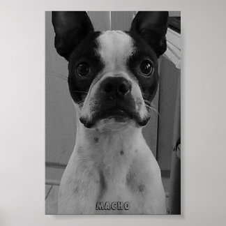 Póster Macho, el Poster del Boston Terrier