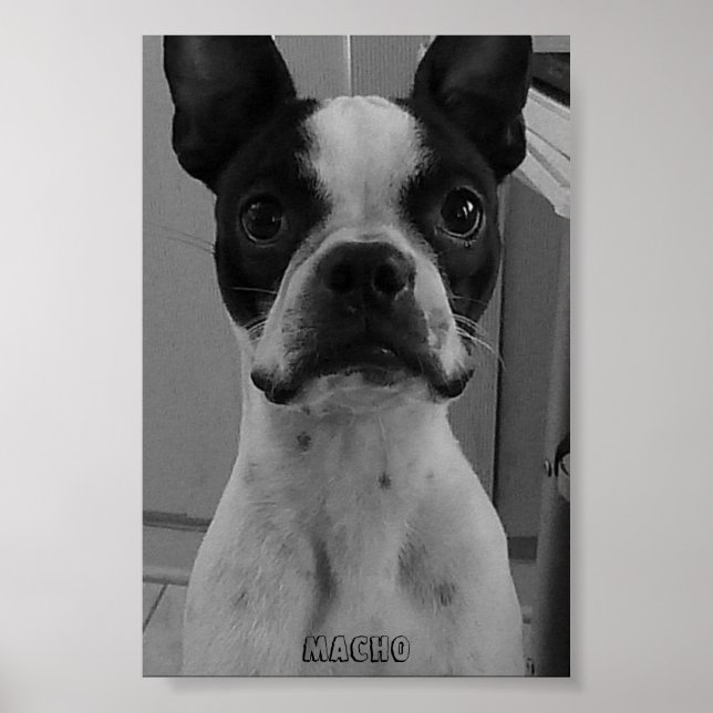 Póster Macho, el Poster del Boston Terrier (Frente)