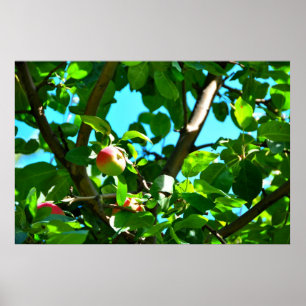 Póster MacIntosh Apples On Tree Ile D'Orleans Poster