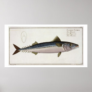Póster Mackerel (Scomber Scomber) plate LIV from 'Ichthyo