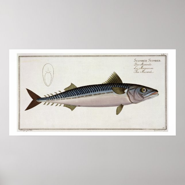 Póster Mackerel (Scomber Scomber) plate LIV from 'Ichthyo (Frente)