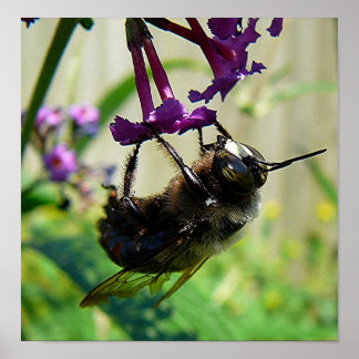 Póster macro Bumblee Bee
