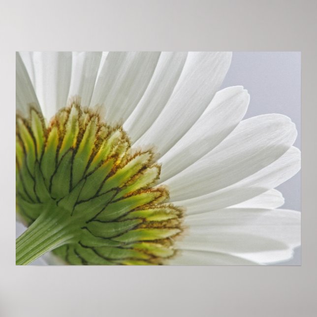 Póster Macro Daisy Photo (Frente)