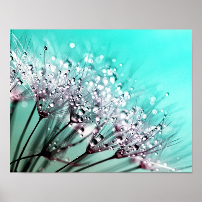 Póster Macro Dandelion Semillas Agua Drogas Foto (Frente)