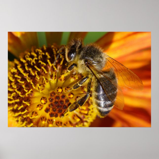 Póster Macro de Abeja de Miel Occidental (Frente)
