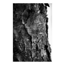 Macro de barra de árbol negra y blanco