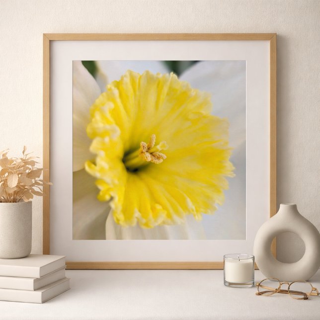 Póster Macro de cerca Fotografía de flor de narciso amari (Daffodil Photography Art By Meggidoo )