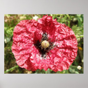 Póster Macro de flor de amapola roja de bonito