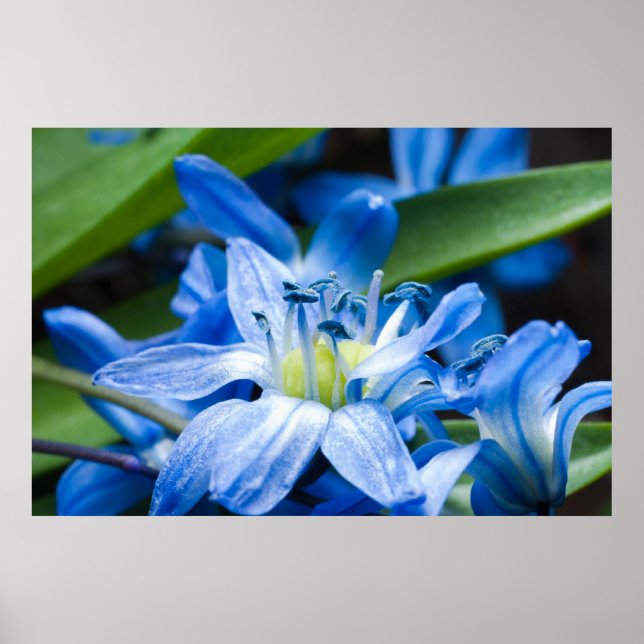 Póster Macro de flor de campanilla azul (Frente)